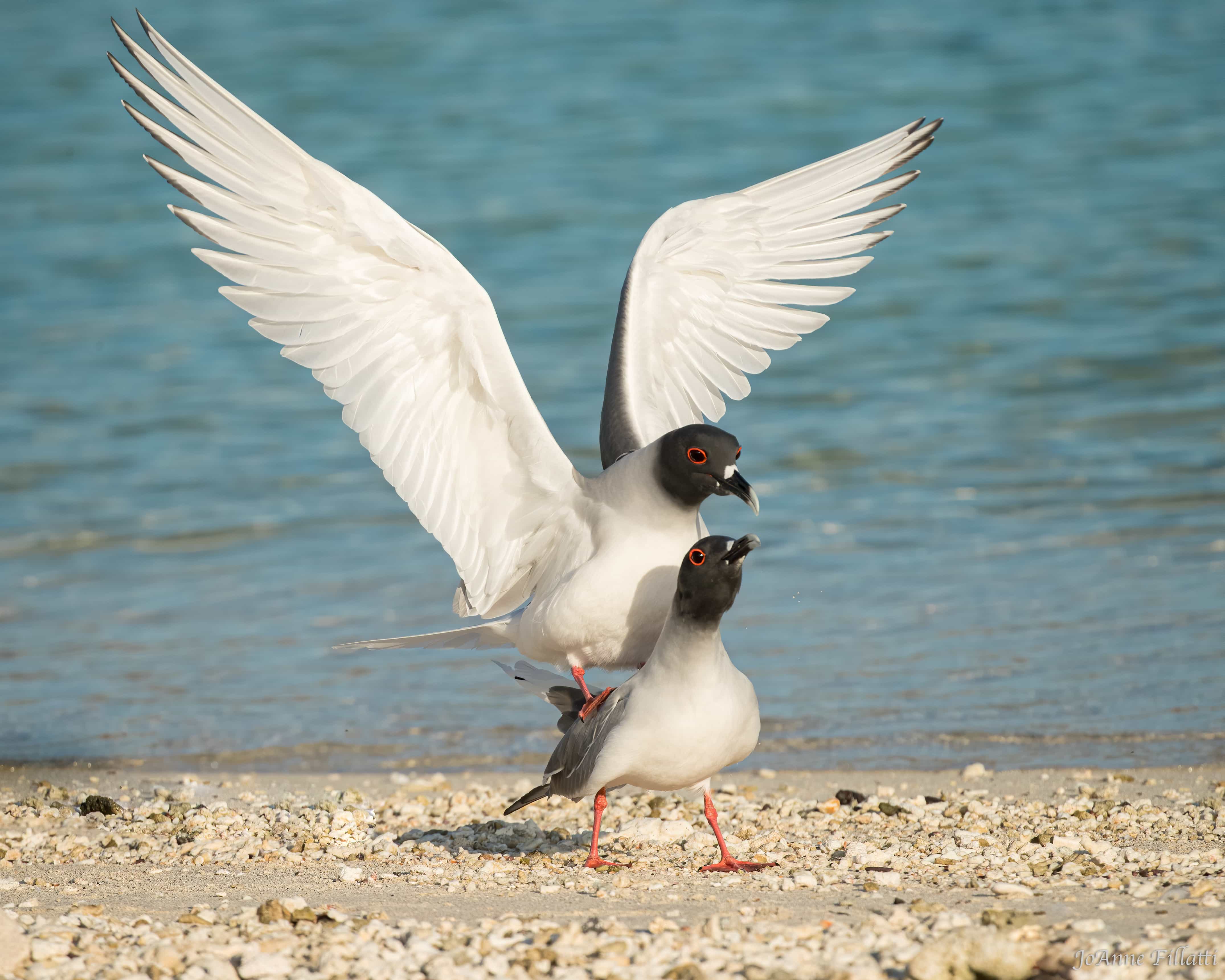 bird of galapagos image 8